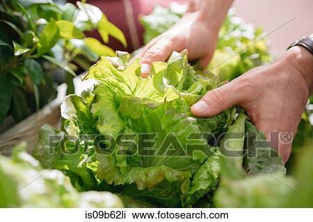 Stock Image - Young man picking lettuce from wooden trough, close-up. Fotosearch