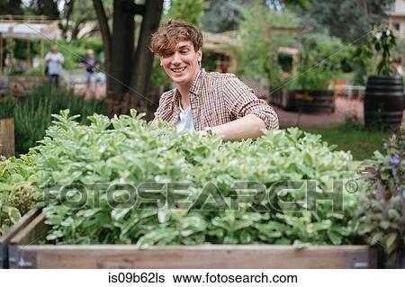 Young man tending to plants growing in wooden trough View Large Photo Image Stock Photograph - Young man tending to plants growing in wooden trough. Fotosearch