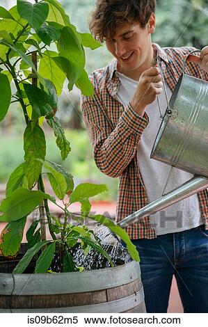 Young man watering plant in container, with watering can View Large Photo Image Stock Photography - Young man watering plant in container, with watering can. Fotosearch