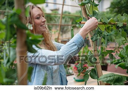 Young woman in urban garden, wrapping growing plants around wooden canes View Large Photo Image Picture - Young woman in urban garden, wrapping growing plants around wooden canes. Fotosearch