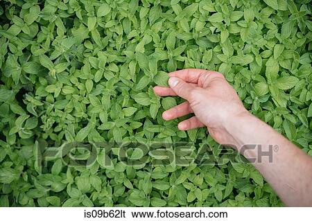 Young woman inspecting growing plant, close-up View Large Photo Image Stock Photograph - Young woman inspecting growing plant, close-up. Fotosearch