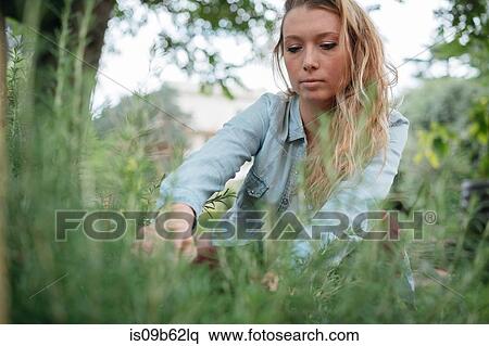 Young woman tending to plants in garden View Large Photo Image Stock Photography - Young woman tending to plants in garden. Fotosearch