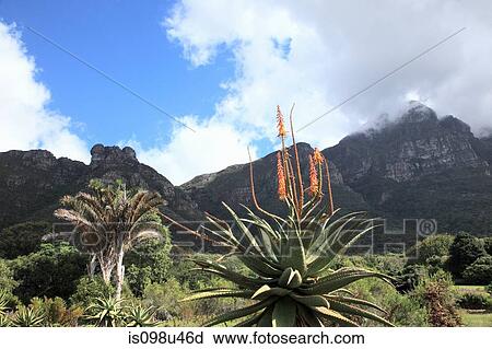 Stock Image - Agave plant and table mountain, cape town, south africa. Fotosearch