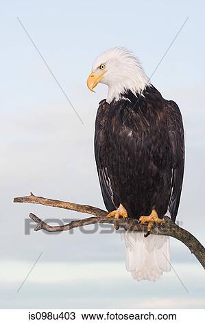 Bald eagle View Large Photo Image Stock Image - Bald eagle. Fotosearch