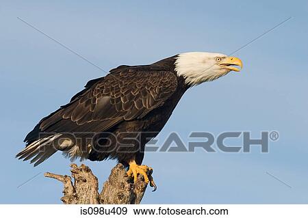 Stock Photo - Bald eagle. Fotosearch