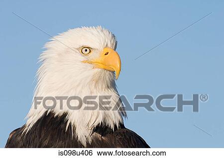 Stock Photograph - Bald eagle. Fotosearch