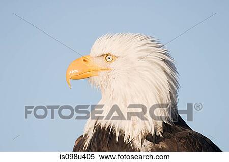 Stock Photography - Bald eagle. Fotosearch