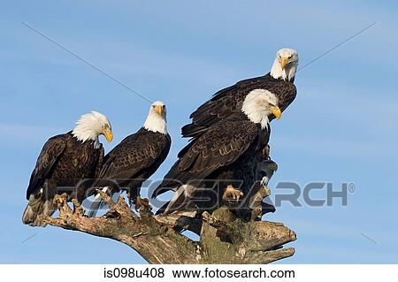 Bald eagles View Large Photo Image Stock Photo - Bald eagles. Fotosearch