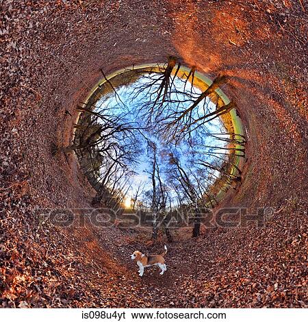 Beagle and leaves in park with tunnel effect View Large Photo Image Stock Photograph - Beagle and leaves in park with tunnel effect. Fotosearch