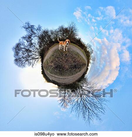 Beagle in park with little planet effect View Large Photo Image Picture - Beagle in park with little planet effect. Fotosearch