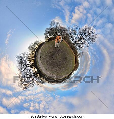 Beagle in park with little planet effect View Large Photo Image Stock Photography - Beagle in park with little planet effect. Fotosearch