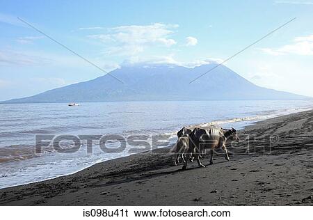 Buffalo on beach on sumbawa island, indonesia View Large Photo Image Stock Photograph - Buffalo on beach on sumbawa island, indonesia. Fotosearch