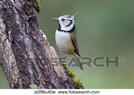 Crested tit View Large Photo Image Stock Photo - Crested tit. Fotosearch