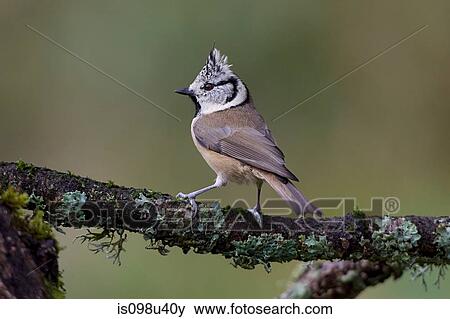 Stock Photo - Crested tit. Fotosearch