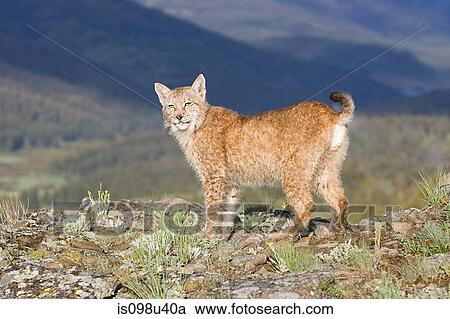 European lynx View Large Photo Image Stock Image - European lynx. Fotosearch