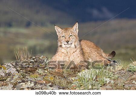 European lynx View Large Photo Image Stock Image - European lynx. Fotosearch