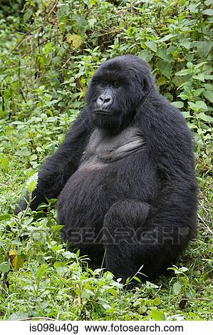 Female mountain gorilla View Large Photo Image Stock Image - Female mountain gorilla. Fotosearch