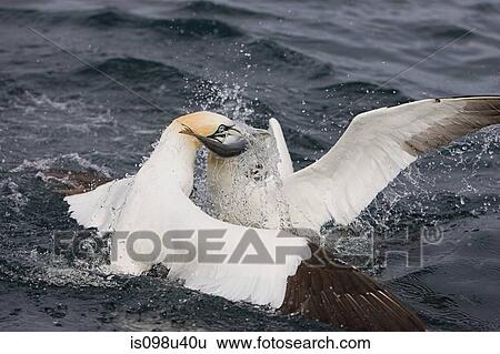 Gannets in feeding frenzy View Large Photo Image Stock Photograph - Gannets in feeding frenzy. Fotosearch