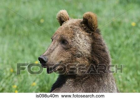 Grizzly bear View Large Photo Image Picture - Grizzly bear. Fotosearch