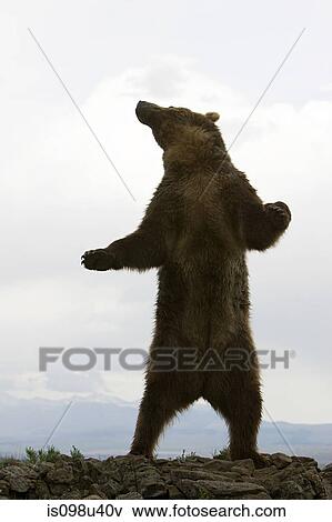 Grizzly bear standing up View Large Photo Image Stock Photo - Grizzly bear standing up. Fotosearch