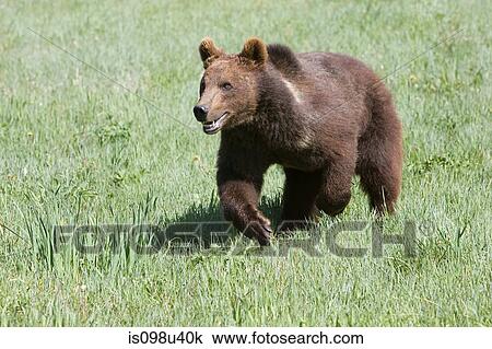 Grizzly bear View Large Photo Image Stock Image - Grizzly bear. Fotosearch