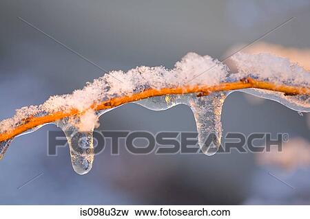 Icicles on a branch View Large Photo Image Stock Photo - Icicles on a branch. Fotosearch