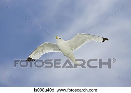 Kittiwake in flight View Large Photo Image Stock Image - Kittiwake in flight. Fotosearch