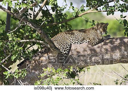 Leopard in shade of tree View Large Photo Image Stock Image - Leopard in shade of tree. Fotosearch