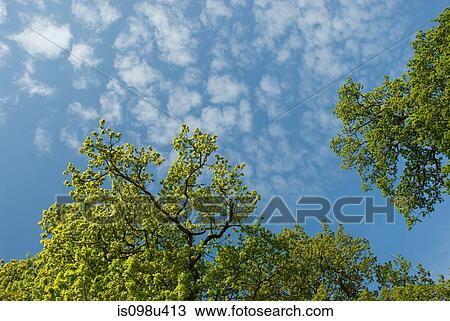 Stock Image - Low angle view of oak tree and sky. Fotosearch