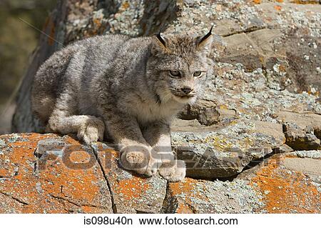 Picture - Lynx. Fotosearch