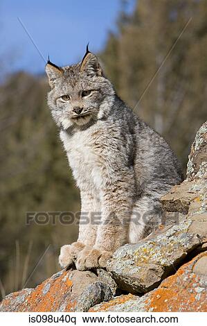 Stock Photography - Lynx. Fotosearch
