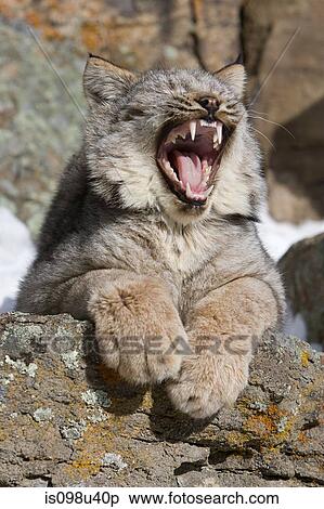 Stock Photography - Lynx yawning. Fotosearch