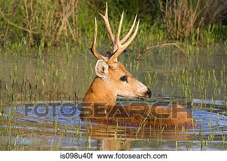 Marsh deer stag View Large Photo Image Stock Image - Marsh deer stag. Fotosearch