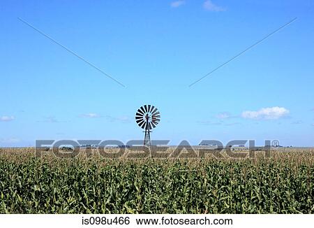 Mill in corn field in natal, south africa View Large Photo Image Stock Photograph - Mill in corn field in natal, south africa. Fotosearch