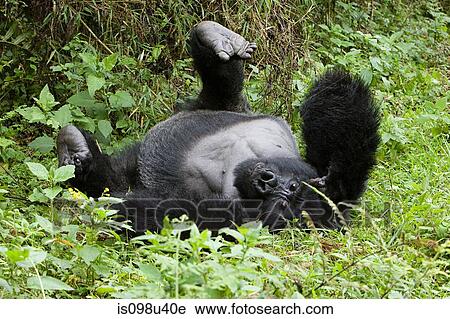 Mountain gorilla lying on back View Large Photo Image Stock Image - Mountain gorilla lying on back. Fotosearch