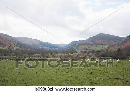 Mountains and sheep in field in llangynog, north wales View Large Photo Image Stock Image - Mountains and sheep in field in llangynog, north wales. Fotosearch
