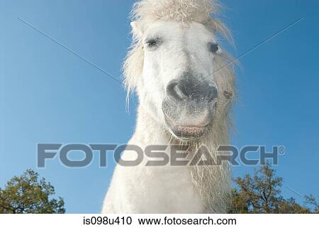 New forest pony View Large Photo Image Stock Image - New forest pony. Fotosearch
