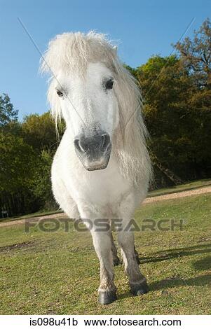 New forest pony View Large Photo Image Stock Image - New forest pony. Fotosearch
