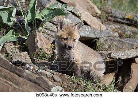 Red fox kit View Large Photo Image Stock Photograph - Red fox kit. Fotosearch