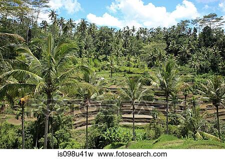 Rice fields and palm trees in bali View Large Photo Image Stock Photo - Rice fields and palm trees in bali. Fotosearch