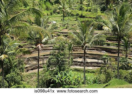 Stock Photo - Rice fields and palm trees in bali. Fotosearch