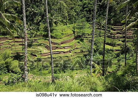 Rice fields in bali View Large Photo Image Stock Photo - Rice fields in bali. Fotosearch