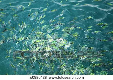 Stock Photo - Sergeant major fish feeding in phuket sea, thailand. Fotosearch
