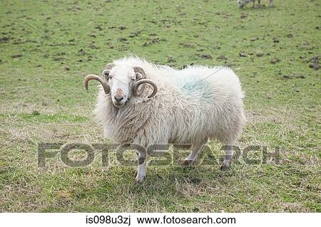 Sheep in field in llangynog, north wales View Large Photo Image Stock Image - Sheep in field in llangynog, north wales. Fotosearch