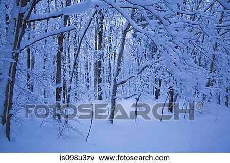 Snow covered trees View Large Photo Image Stock Photo - Snow covered trees. Fotosearch