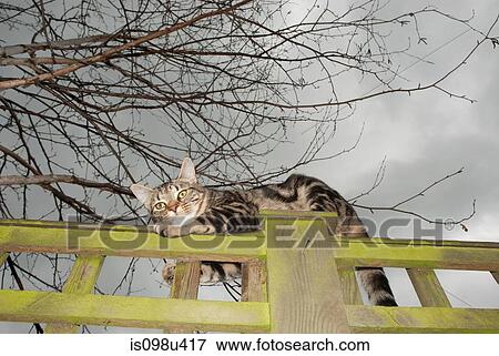 Stock Photo - Tabby cat on a fence. Fotosearch