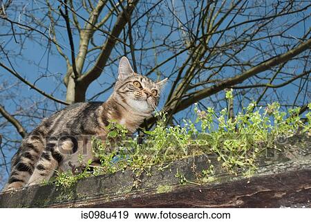 Tabby cat on the prowl View Large Photo Image Stock Photo - Tabby cat on the prowl. Fotosearch