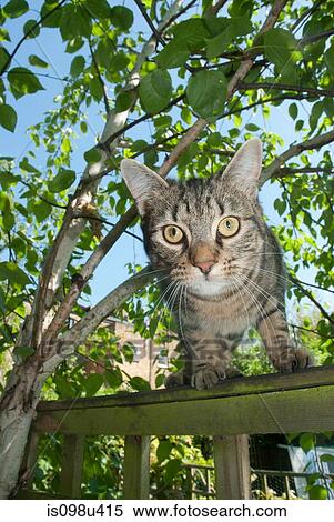 Tabby cat on the prowl View Large Photo Image Stock Photography - Tabby cat on the prowl. Fotosearch
