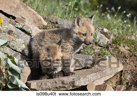 Two red fox kits View Large Photo Image Stock Photograph - Two red fox kits. Fotosearch