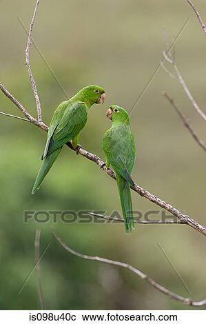 Two white-eyed parakeets View Large Photo Image Stock Image - Two white-eyed parakeets. Fotosearch